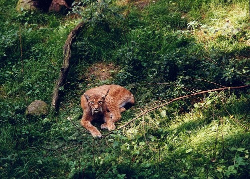 Luchs